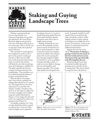 Staking and Guying Landscape Trees