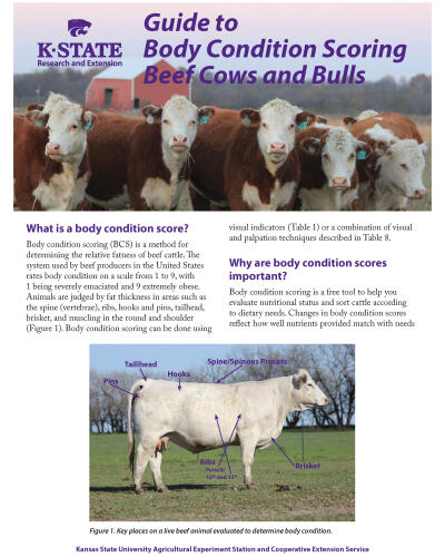 Guide to Body Condition Scoring Beef Cows and Bulls