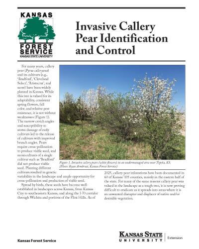 Invasive Callery Pear Identification and Control