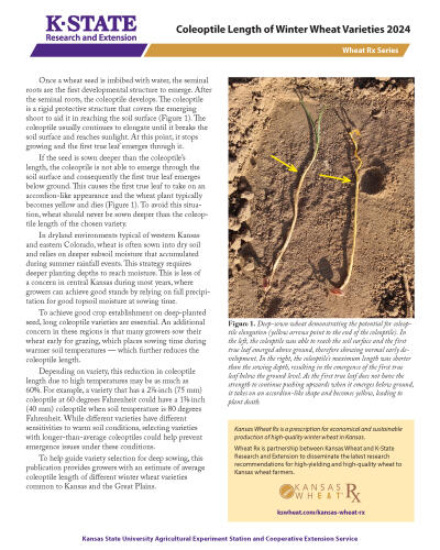 Coleoptile Length of Winter Wheat Varieties