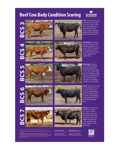 Beef Cow Body Condition Scoring