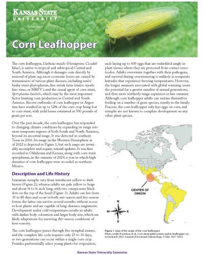 Corn Leafhopper