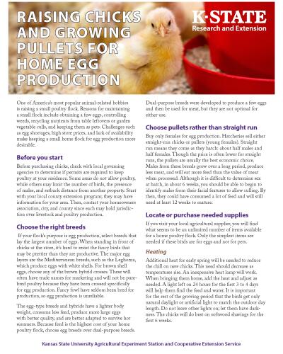 Raising Chicks and Growing Pullets for Home Egg Production