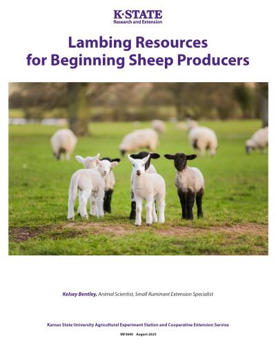 Lambing Resources for Beginning Sheep Producers
