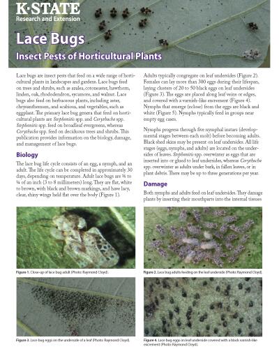 Lace Bugs: Insect Pests of Horticultural Plants