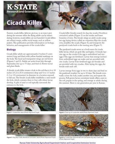 Cicada Killer