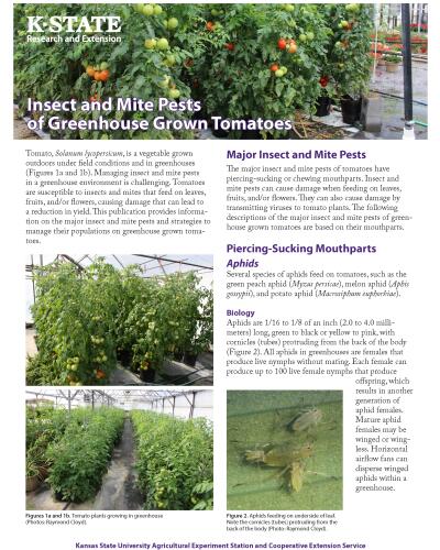 Insect and Mite Pests of Greenhouse Grown Tomatoes