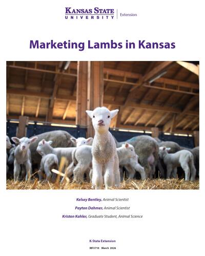 Marketing Lambs in Kansas