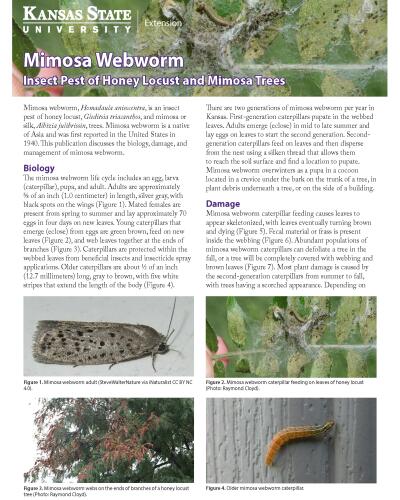 Mimosa Webworm:  Insect Pest of Honey Locust and Mimosa Trees