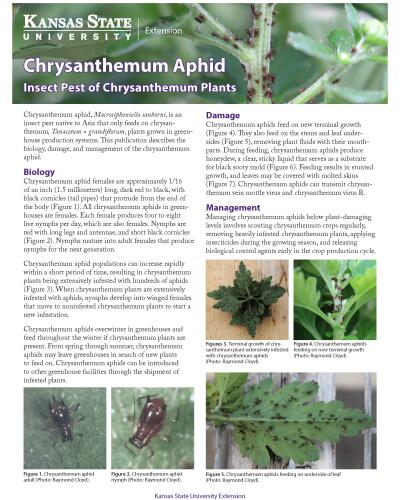 Chrysanthemum Aphid: Insect Pest of Chrysanthemum Plants