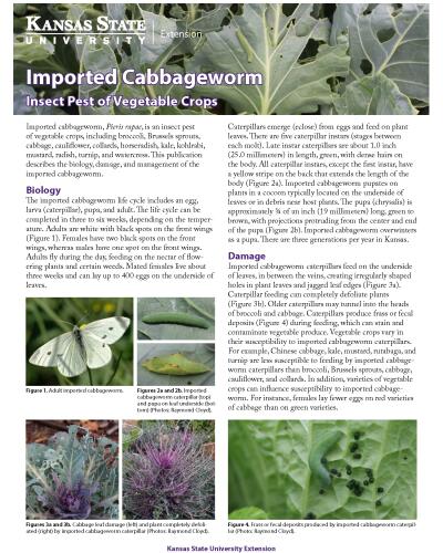 Imported Cabbageworm: Insect Pest of Vegetable Crops