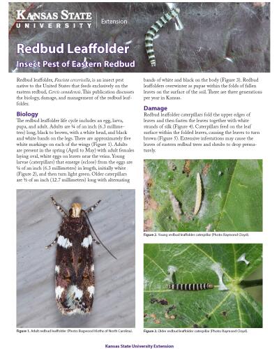 Redbud Leaffolder: Insect Pest of Eastern Redbud