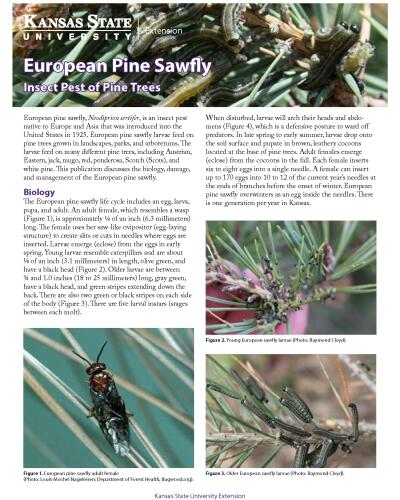 European Pine Sawfly: Insect Pest of Pine Trees